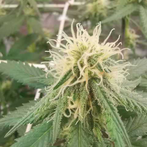 Lucia the 2nd growlog timeline photo
