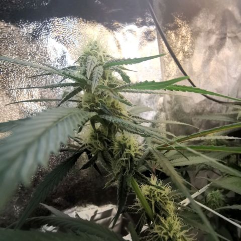 Lucia the 2nd growlog timeline photo