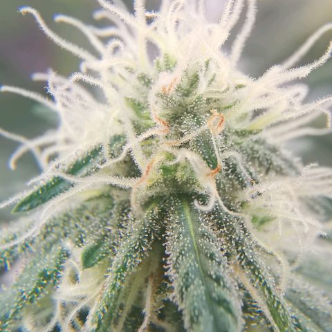 Lucia the 2nd growlog timeline photo