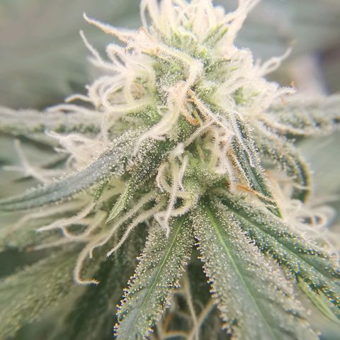 Lucia the 2nd growlog timeline photo