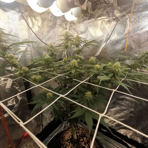 Lucia the 2nd growlog timeline photo