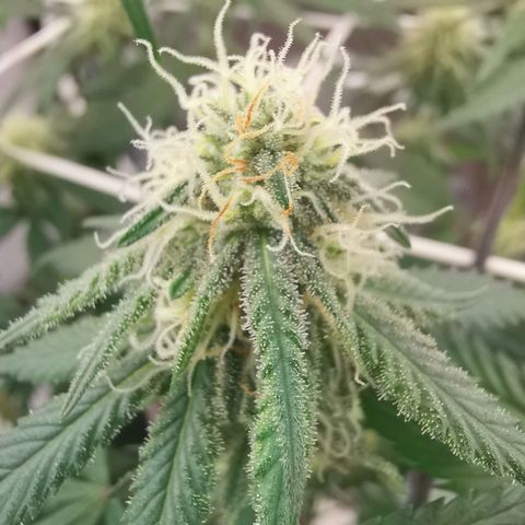 Lucia the 2nd growlog timeline photo