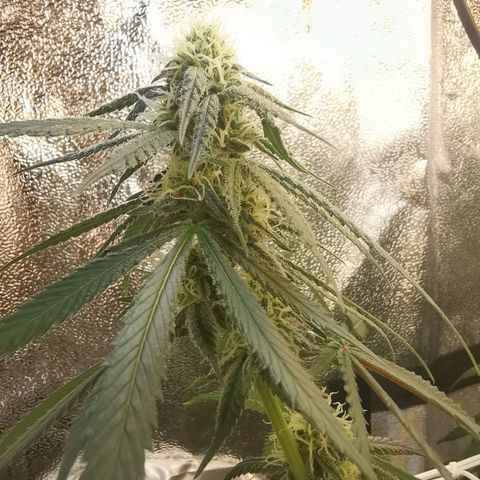 Lucia the 2nd growlog timeline photo