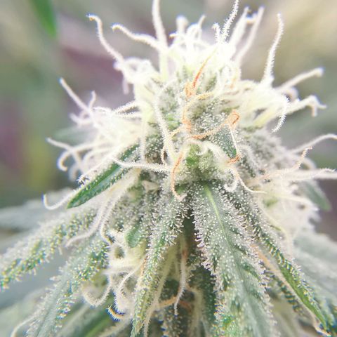 Lucia the 2nd growlog timeline photo