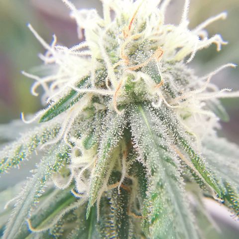 Lucia the 2nd growlog timeline photo