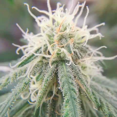 Lucia the 2nd growlog timeline photo