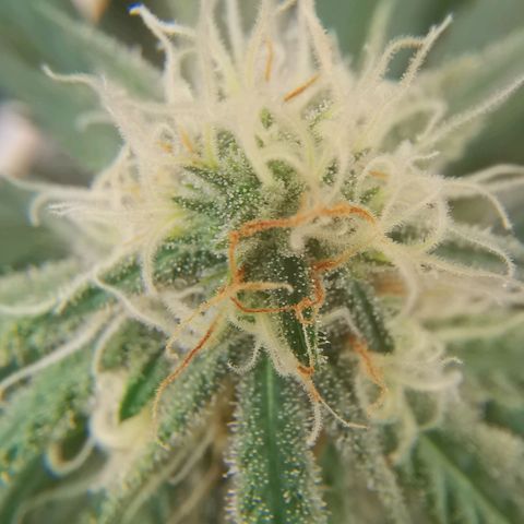 Lucia the 2nd growlog timeline photo
