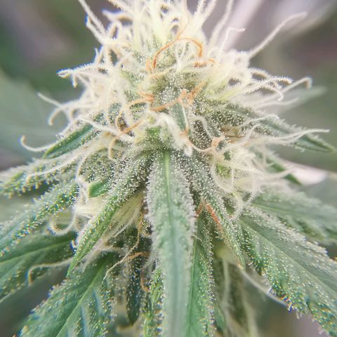 Lucia the 2nd growlog timeline photo