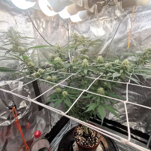 Lucia the 2nd growlog timeline photo
