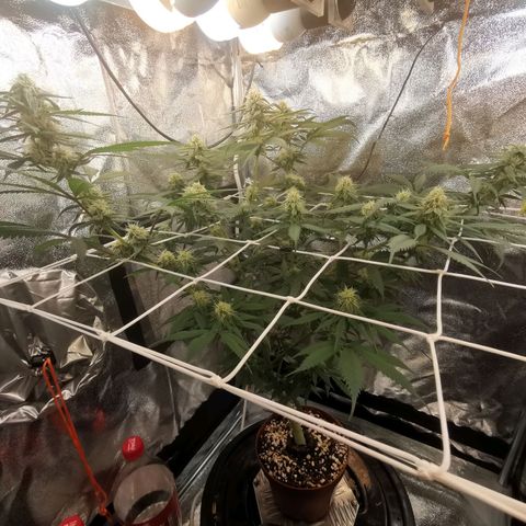 Lucia the 2nd growlog timeline photo