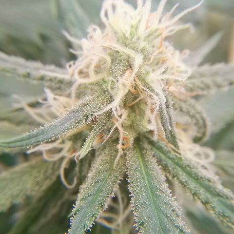 Lucia the 2nd growlog timeline photo