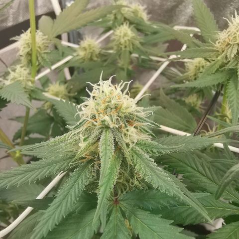 Lucia the 2nd growlog timeline photo