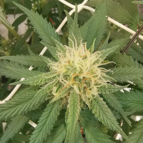 Lucia the 2nd growlog timeline photo