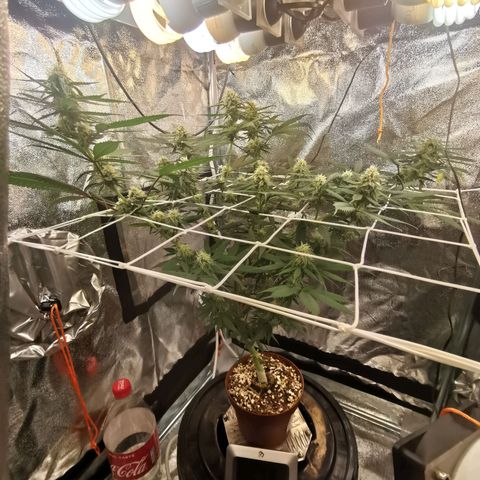 Lucia the 2nd growlog timeline photo