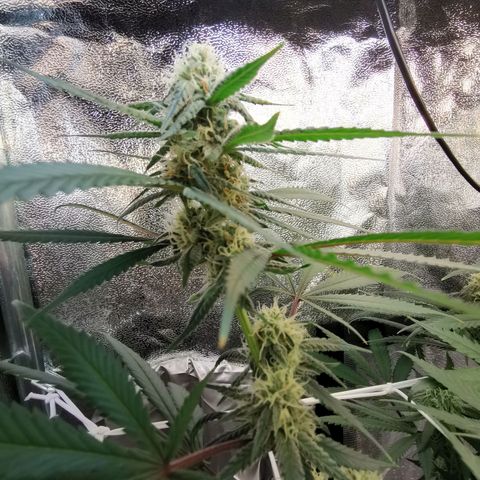 Lucia the 2nd growlog timeline photo