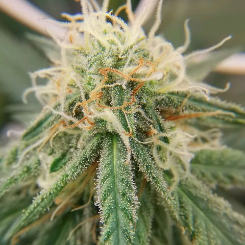 Lucia the 2nd growlog timeline photo