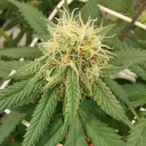 Lucia the 2nd growlog timeline photo