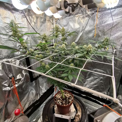 Lucia the 2nd growlog timeline photo