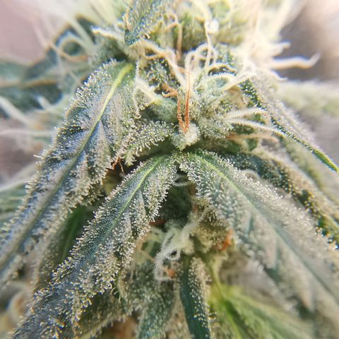 Lucia the 2nd growlog timeline photo