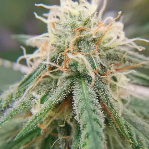 Lucia the 2nd growlog timeline photo
