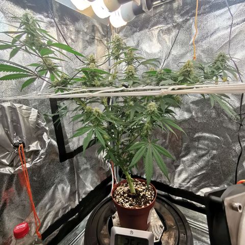 Lucia the 2nd growlog timeline photo