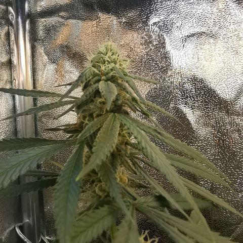 Lucia the 2nd growlog timeline photo