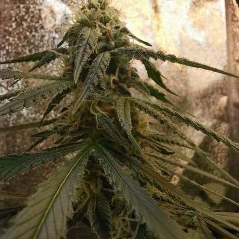 Lucia the 2nd growlog timeline photo