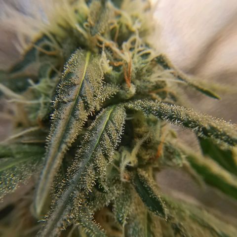 Lucia the 2nd growlog timeline photo