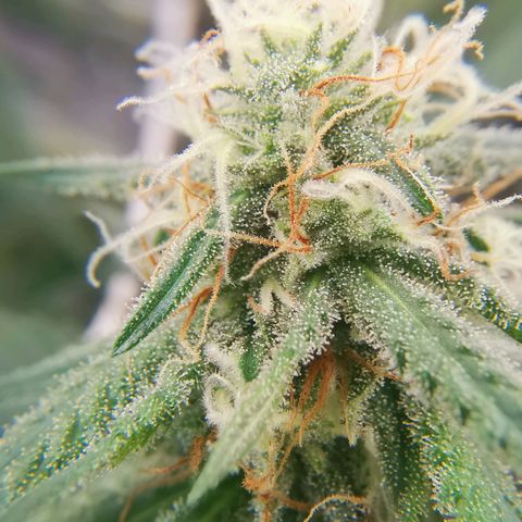 Lucia the 2nd growlog timeline photo