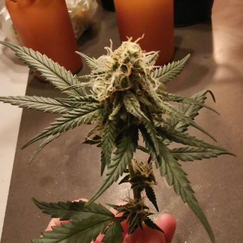 Lucia the 2nd growlog timeline photo