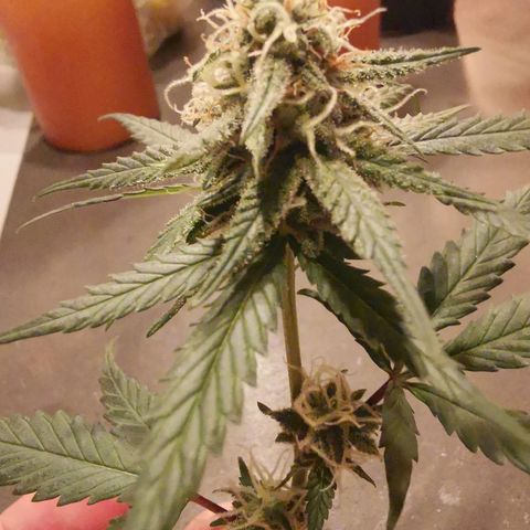 Lucia the 2nd growlog timeline photo