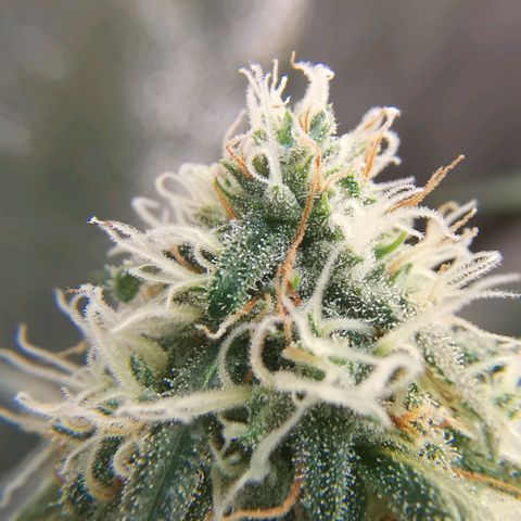 Lucia the 2nd growlog timeline photo
