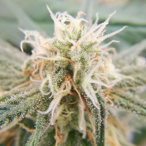 Lucia the 2nd growlog timeline photo