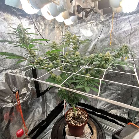 Lucia the 2nd growlog timeline photo
