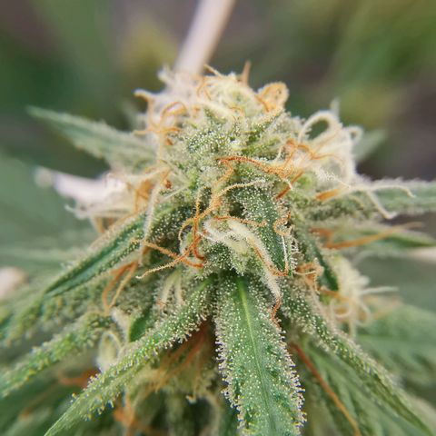 Lucia the 2nd growlog timeline photo