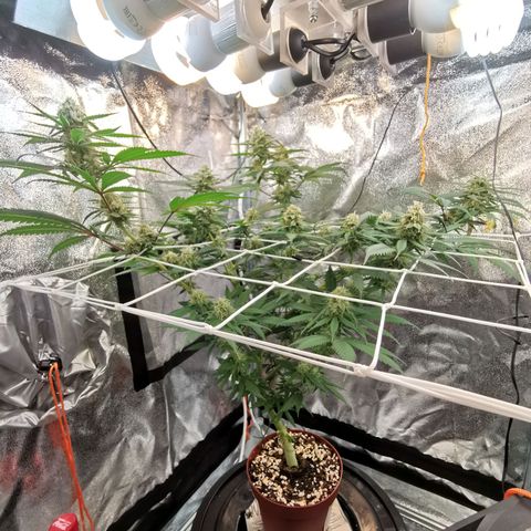 Lucia the 2nd growlog timeline photo