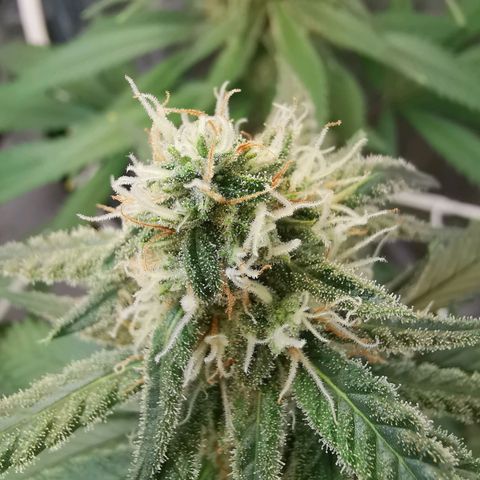 Lucia the 2nd growlog timeline photo