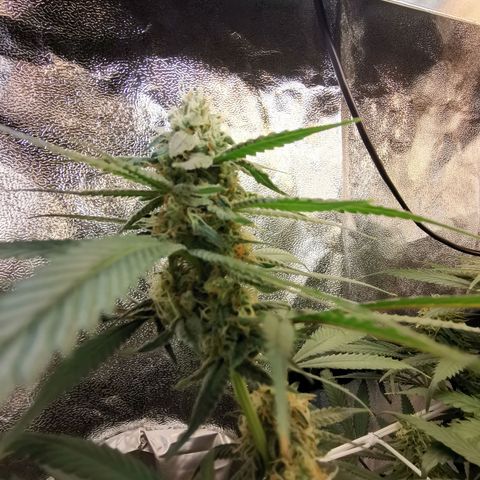 Lucia the 2nd growlog timeline photo