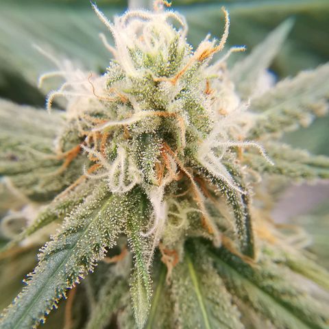 Lucia the 2nd growlog timeline photo