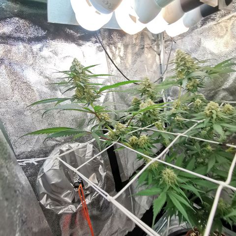 Lucia the 2nd growlog timeline photo