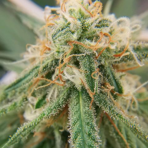 Lucia the 2nd growlog timeline photo