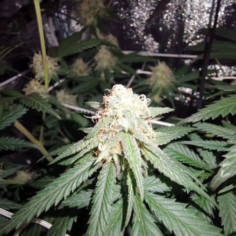Lucia the 2nd growlog timeline photo