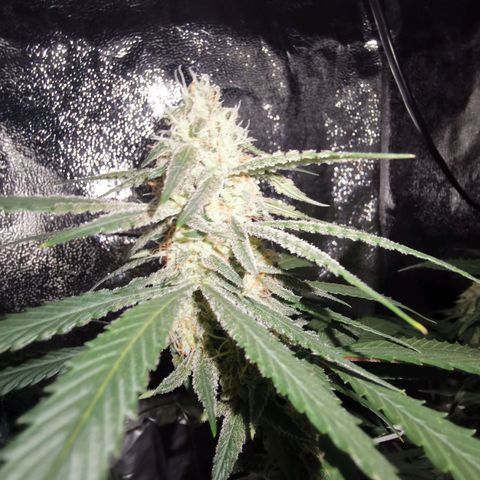 Lucia the 2nd growlog timeline photo