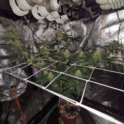 Lucia the 2nd growlog timeline photo