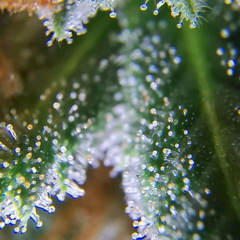 Lucia the 2nd growlog timeline photo