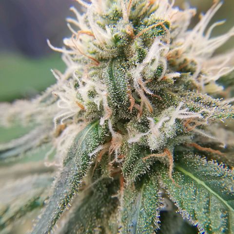 Lucia the 2nd growlog timeline photo