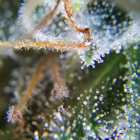 Lucia the 2nd growlog timeline photo