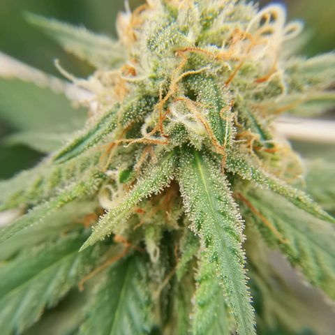 Lucia the 2nd growlog timeline photo