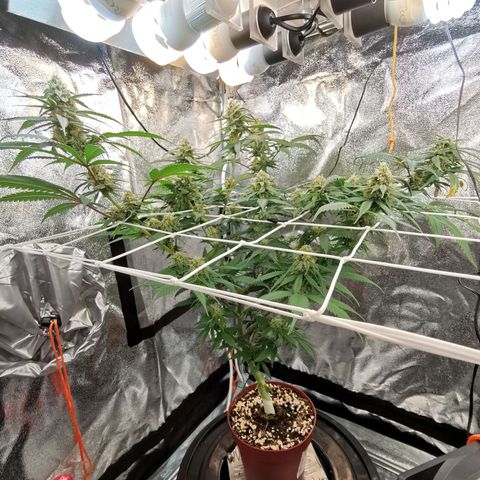 Lucia the 2nd growlog timeline photo