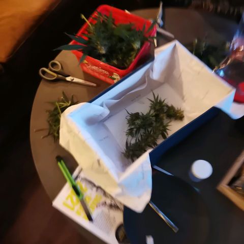 Lucia the 2nd growlog timeline photo